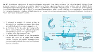 Fig. 8.5 Resumen del metabolismo de los combustibles en la inanición inicial. La noradrenalina y el cortisol activan la degradación de
proteínas musculares para liberar aminoácidos, especialmente alanina y glutamina. La noradrenalina también activa la hidrólisis de los
triacilgliceroles para liberar glicerol. El glicerol, la alanina y la glutamina se transportan al hígado, donde se incorporan a la gluconeogenia y
son oxidados para formar glucosa. La glucosa es utilizada fundamentalmente por el cerebro. Los ácidos grasos liberados por la hidrólisis de
los triacilgliceroles pueden trasladarse al hígado y usarse para generar cuerpos cetónicos, usados por el cerebro y otros tejidos (los números
hacen referencia al texto a continuación).
1. El glucagón y después el cortisol, activan la
degradación de proteínas musculares, liberándose
aminoácidos (especialmente alanina y glutamina).
2. La hidrólisis de los depósitos de triacilgliceroles
(tejido adiposo) libera glicerol. El hígado emplea los
aminoácidos y el glicerol para la gluconeogenia.
3. El cerebro utiliza la glucosa producida.
4. Los ácidos grasos liberados de los triacilgliceroles
también son usados por el hígado para producir
cuerpos cetónicos, que pueden emplearse como
combustible alternativo en los tejidos periféricos, así
como en el cerebro.
 