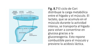 Fig. 8.7 El ciclo de Cori
distribuye la carga metabólica
entre el hígado y el músculo. El
lactato, que se acumula en el
músculo durante la actividad
intensa, se transporta al hígado
para volver a convertirse en
glucosa gracias a la
gluconeogenia. Esto repone
combustible para el músculo y
previene la acidosis láctica.
 