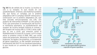 Fig. 8.8 Vía de señales de la insulina. La insulina se
une a su receptor, lo que resulta en una
autofosforilación. Entonces, esto fosforila la proteína
Cbl, que forma un complejo con la proteína
adaptadora CAP. El complejo Cbl/CAP interacciona a
continuación con la proteína adaptadora Crk, que
está asociada estructuralmente con C3G, una
proteína de intercambio GTP/GDP. La C3G activa las
TC10, que promueven la translocación del GLUT4 a
la membrana plasmática. La autofosforilación del
receptor de insulina también fosforila el sustrato 1
del receptor de insulina (IRS-1). El IRS-1 atrae a p85,
que se une a p110, que entonces activa la
fosfatidilinositol-3-cinasa (PI-3-cinasa). La PI-3-cinasa
activa la proteína cinasa B (PKB; Akt), que actúa
sobre vías posteriores, afectando al metabolismo de
la glucosa, los lípidos y las proteínas, y a la expresión
de genes específicos. La Akt también promueve la
translocación del GLUT-4 a la membrana plasmática,
lo que resulta en un aumento de la captación de
glucosa.
 