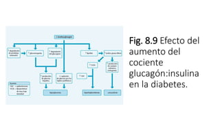 Fig. 8.9 Efecto del
aumento del
cociente
glucagón:insulina
en la diabetes.
 