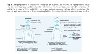 Fig. 8.12 Hiperglucemia y cetoacidosis diabética. En ausencia de insulina, la hiperglucemia causa
diuresis osmótica. La pérdida de líquido y electrólitos resulta en deshidratación. El aumento de la
cetogenia provoca acidosis metabólica. La compensación respiratoria da lugar a hiperventilación. Hay
que corregir paralelamente la deshidratación y la hiperglucemia mediante el tratamiento con insulina.
 