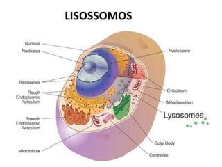 LISOSSOMOS
 