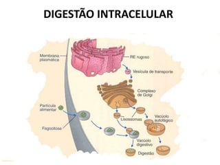 DIGESTÃO INTRACELULAR
 