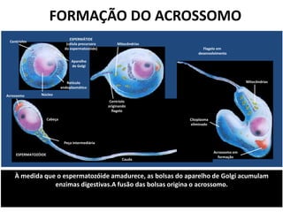 À medida que o espermatozóide amadurece, as bolsas do aparelho de Golgi acumulam
enzimas digestivas.A fusão das bolsas origina o acrossomo.
Cauda
ESPERMATOZÓIDE
Peça intermediária
Cabeça
Acrossomo
Flagelo em
desenvolvimento
Mitocôndrias
Citoplasma
eliminado
Acrossomo em
formação
Centríolo
originando
flagelo
Mitocôndrias
ESPERMÁTIDE
(célula precursora
do espermatozóide)
Aparelho
de Golgi
Retículo
endoplasmático
Núcleo
Centríolos
FORMAÇÃO DO ACROSSOMO
 