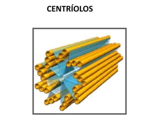 CENTRÍOLOS
 