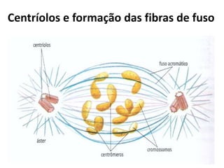 Centríolos e formação das fibras de fuso
 