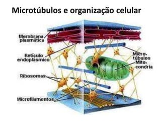 Microtúbulos e organização celular
 