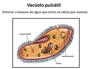 vacúolo pulsátil
núcleo
vacúolo pulsátil
Vacúolo pulsátil
Eliminar o excesso de água que entra na célula por osmose
 