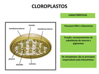 CARACTERÍSTICAS
Possuem DNA e ribossomos
Função: armazenamento de
substâncias de reserva e
pigmentos
membrana externa
lamelas
membrana interna
granum
tilacóide estroma
Os cloroplastos são os principais
responsáveis pela fotossíntese.
CLOROPLASTOS
 