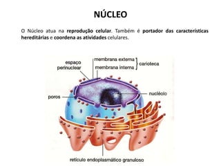 NÚCLEO
O Núcleo atua na reprodução celular. Também é portador das características
hereditárias e coordena as atividades celulares.
 