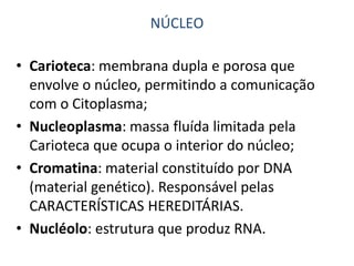 • Carioteca: membrana dupla e porosa que
envolve o núcleo, permitindo a comunicação
com o Citoplasma;
• Nucleoplasma: massa fluída limitada pela
Carioteca que ocupa o interior do núcleo;
• Cromatina: material constituído por DNA
(material genético). Responsável pelas
CARACTERÍSTICAS HEREDITÁRIAS.
• Nucléolo: estrutura que produz RNA.
NÚCLEO
 