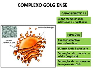 CARACTERÍSTICAS
Sacos membranosos
achatados e empilhados
FUNÇÕES
Armazenamento e
secreção celular
Formação do lisossomo
Formação da lamela –
média (vegetais)
Formação do acrossomo
do espermatozóide
Bolsas do
Aparelho de Golgi
Vesículas em formação
COMPLEXO GOLGIENSE
 