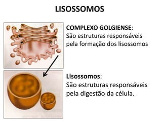 Lisossomos:
São estruturas responsáveis
pela digestão da célula.
LISOSSOMOS
COMPLEXO GOLGIENSE:
São estruturas responsáveis
pela formação dos lisossomos
 