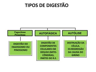 DIGESTÃO DO
FAGOSSOMO OU
PINOSSOMO
DIGESTÃO DE
COMPONENTES
CELULARES EM
DESUSO (MITO-
CÔNDRIAS,
PARTES DO R.E.
HETEROFÁGICAFagocitose
Pinocitose
AUTOFÁGICA
DESTRUIÇÃO DA
CÉLULA.
EX:REGRESSÃO
DA CAUDA DO
GIRINO
AUTÓLISE
TIPOS DE DIGESTÃO
 