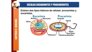 CAPÍTULO9-BIOLOGÍA
CÉLULAS EUCARIONTES Y PROCARIONTES
Existen dos tipos básicos de células: procariotas y
eucariotas.
 