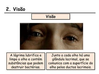 2. Visão
Visão
A lágrima lubrifica e
limpa o olho e contém
substâncias que podem
destruir bactérias.
Junto a cada olho há uma
glândula lacrimal, que se
comunica com a superfície do
olho pelos ductos lacrimais.
 