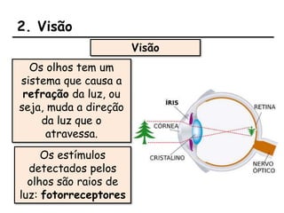 2. Visão
Visão
Os olhos tem um
sistema que causa a
refração da luz, ou
seja, muda a direção
da luz que o
atravessa.
Os estímulos
detectados pelos
olhos são raios de
luz: fotorreceptores
 