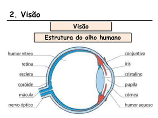 2. Visão
Visão
Estrutura do olho humano
 