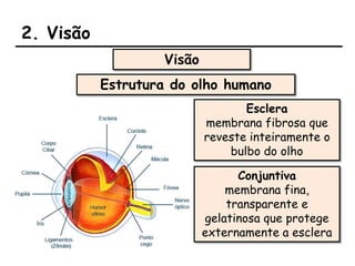 2. Visão
Visão
Estrutura do olho humano
Esclera
membrana fibrosa que
reveste inteiramente o
bulbo do olho
Conjuntiva
membrana fina,
transparente e
gelatinosa que protege
externamente a esclera
 