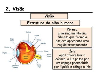 2. Visão
Visão
Estrutura do olho humano
Córnea
a mesma membrana
fibrosa que forma a
esclera apresenta uma
região transparente
Íris
após atravessar a
córnea, a luz passa por
um espaço preenchido
por líquido e atinge a íris
 