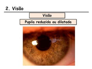 2. Visão
Visão
Pupila reduzida ou dilatada
 