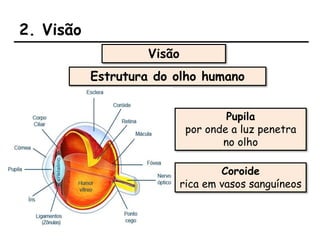 2. Visão
Visão
Estrutura do olho humano
Pupila
por onde a luz penetra
no olho
Coroide
rica em vasos sanguíneos
 