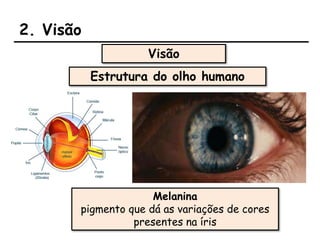 2. Visão
Visão
Estrutura do olho humano
Melanina
pigmento que dá as variações de cores
presentes na íris
 