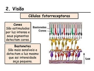 2. Visão
Cones
São estimulados
por luz intensa e
seus pigmentos
detectam cores.
Células fotorreceptoras
Bastonetes
São mais sensíveis e
detectam a luz mesmo
que sai intensidade
seja pequena.
 