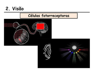 2. Visão
Células fotorreceptoras
 