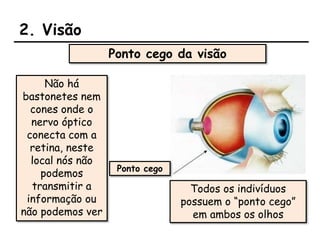 2. Visão
Não há
bastonetes nem
cones onde o
nervo óptico
conecta com a
retina, neste
local nós não
podemos
transmitir a
informação ou
não podemos ver
Ponto cego da visão
Todos os indivíduos
possuem o “ponto cego”
em ambos os olhos
Ponto cego
 