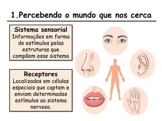 1.Percebendo o mundo que nos cerca
Sistema sensorial
Informações em forma
de estímulos pelas
estruturas que
compõem esse sistema
Receptores
Localizados em células
especiais que captam e
enviam determinados
estímulos ao sistema
nervoso.
 