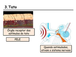 3.Tato
Órgão receptor dos
estímulos do tato
PELE
Quando estimulados,
ativam o sistema nervoso
 