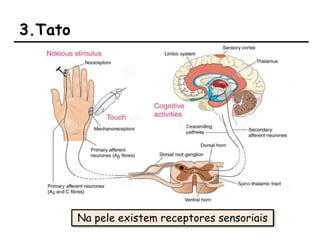 3.Tato
Na pele existem receptores sensoriais
 