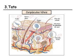 3.Tato
Corpúsculos táteis
 