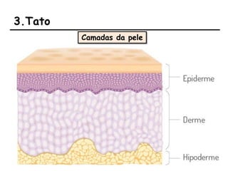 3.Tato
Camadas da pele
 