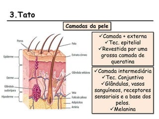 3.Tato
Camadas da pele
Camada + externa
Tec. epitelial
Revestida por uma
grossa camada de
queratina
Camada intermediária
Tec. Conjuntivo
Glândulas, vasos
sanguíneos, receptores
sensoriais e a base dos
pelos.
Melanina
 