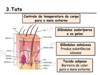 3.Tato
Controle de temperatura do corpo
para o meio externo
Glândulas sudoríparas
e os pelos
Tecido adiposo
Barreira de calor
para o meio externo
Glândulas sebáceas
Produz substâncias
oleosas
 