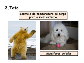 3.Tato
Controle de temperatura do corpo
para o meio externo
Mamíferos peludos
 