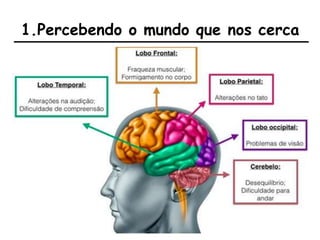 1.Percebendo o mundo que nos cerca
 