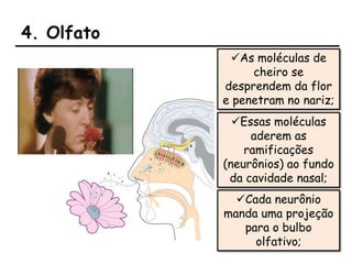 4. Olfato
As moléculas de
cheiro se
desprendem da flor
e penetram no nariz;
Cada neurônio
manda uma projeção
para o bulbo
olfativo;
Essas moléculas
aderem as
ramificações
(neurônios) ao fundo
da cavidade nasal;
 