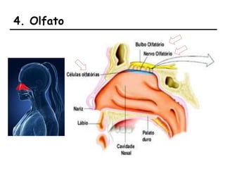 4. Olfato
 