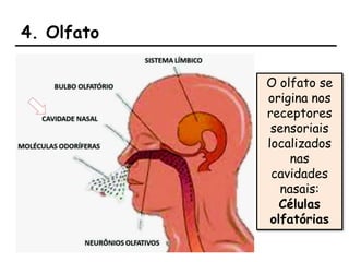 4. Olfato
O olfato se
origina nos
receptores
sensoriais
localizados
nas
cavidades
nasais:
Células
olfatórias
 