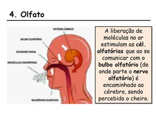 4. Olfato
A liberação de
moléculas no ar
estimulam as cél.
olfatórias que ao se
comunicar com o
bulbo olfatório (de
onde parte o nervo
olfatório) é
encaminhado ao
cérebro, sendo
percebido o cheiro.
 