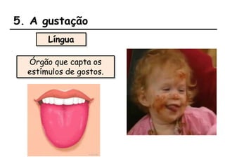 5. A gustação
Órgão que capta os
estímulos de gostos.
Língua
 