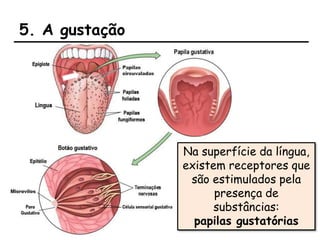5. A gustação
Na superfície da língua,
existem receptores que
são estimulados pela
presença de
substâncias:
papilas gustatórias
 