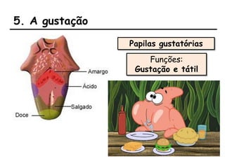 5. A gustação
Funções:
Gustação e tátil
Papilas gustatórias
 