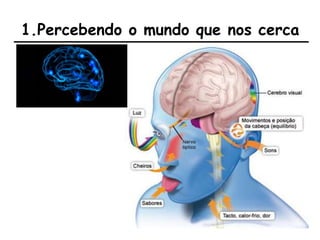 1.Percebendo o mundo que nos cerca
 
