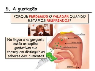 5. A gustação
PORQUE PERDEMOS O PALADAR QUANDO
ESTAMOS RESFRIADOS?
Na língua e na garganta
estão as papilas
gustativas que
conseguem distinguir os
sabores dos alimentos
 