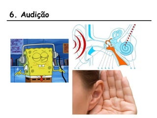 6. Audição
 