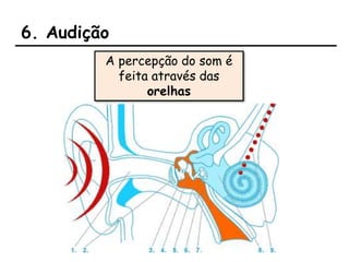 6. Audição
A percepção do som é
feita através das
orelhas
 